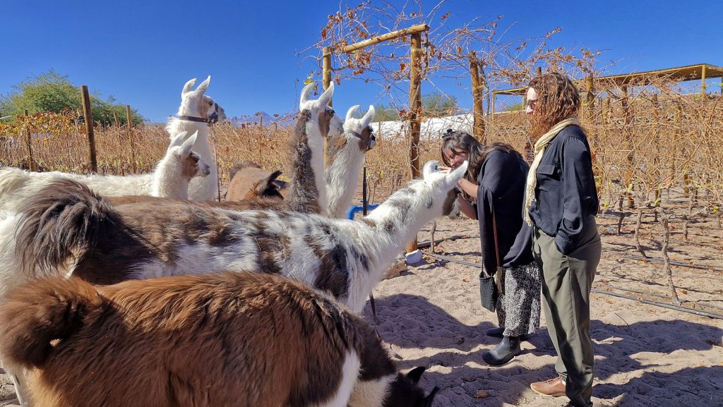 Llamas entre las parras del viñedo