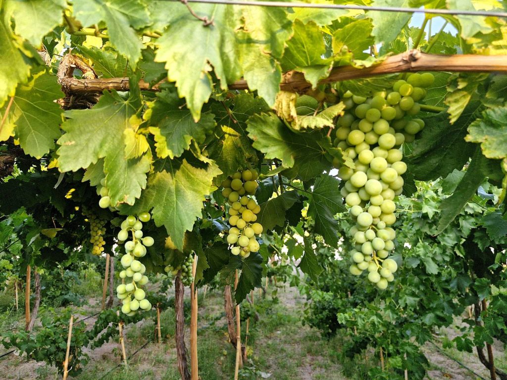 Racimos de uva madurando en el viñedo de Santa Romina