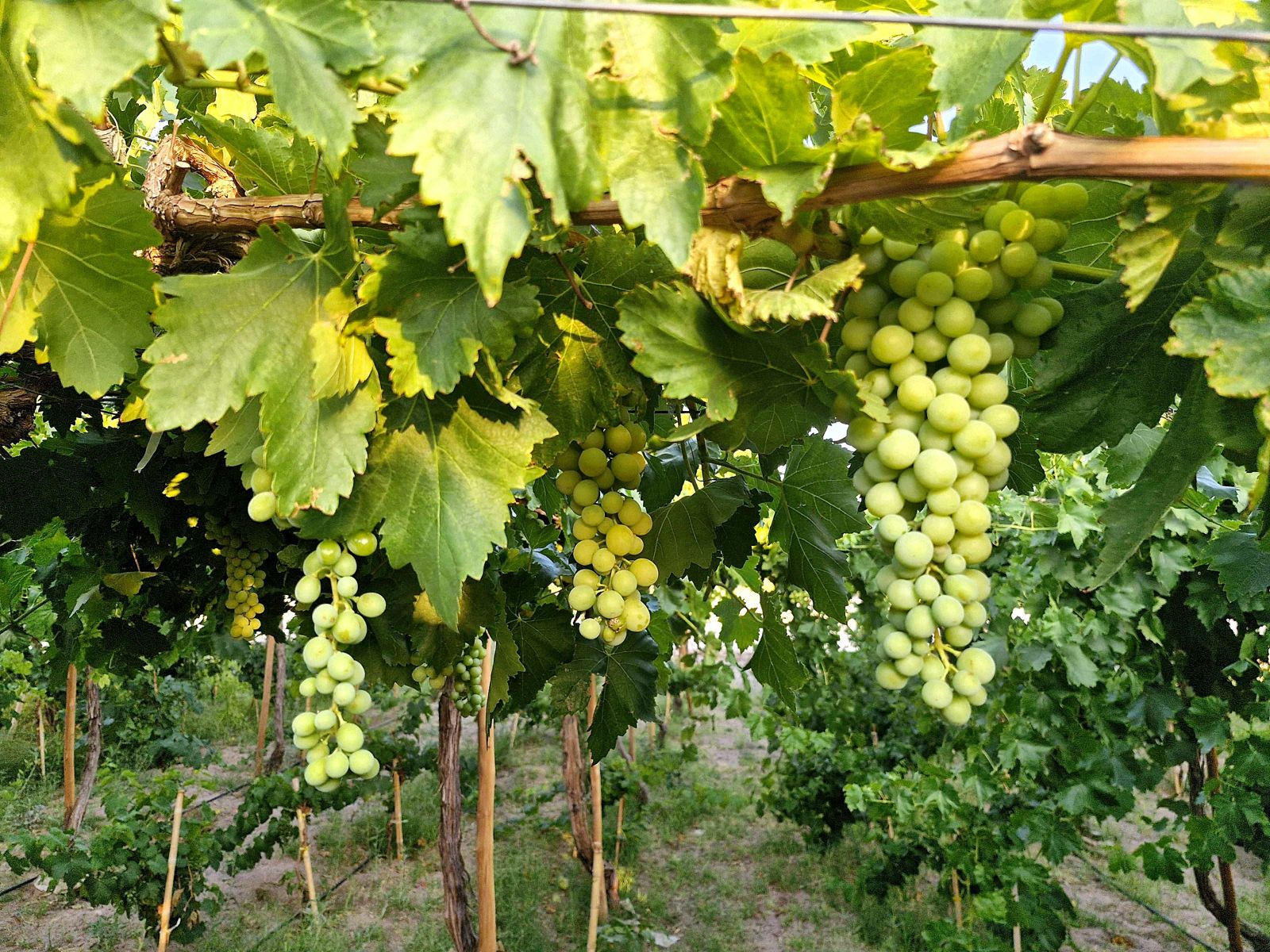 Racimos de uva en el viñedo